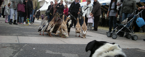 [PNG] 2008MARCHE_CHIEN_CANARDS